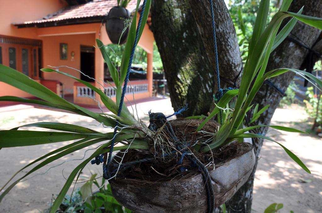 Aloha Mirissa Hostel Kültér fotó